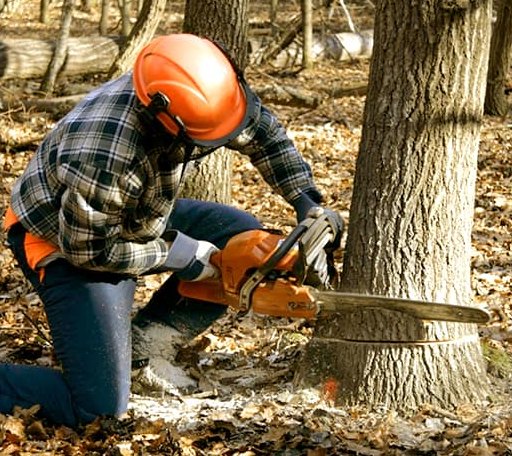Tree Removal in Denton, GA